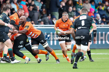2024-01-14 - Gideon Van Der Merwe of Toyota Cheetah's during the EPCR Challenge Cup rugby union match between Toyota Cheetahs and Section Paloise (Pau) on January 14, 2024 at NRCA Amsterdam in Amsterdam, Netherlands - RUGBY - CHALLENGE CUP - CHEETAHS V PAU - CHALLENGE CUP - RUGBY