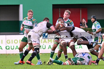 2024-10-12 - Actions of the game and players' images during the match between Benetton Rugby vs Hollywoodbets Sharks match at Monigo Stadium - October 12, 2024, during the United Rugby Championship 2024/2025 - BENETTON RUGBY VS HOLLYWOODBETS SHARKS - UNITED RUGBY CHAMPIONSHIP - RUGBY