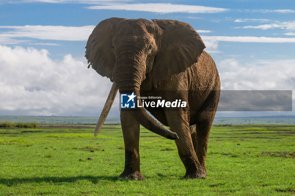 WRC Safari Rally Kenya - RALLY - MOTORS