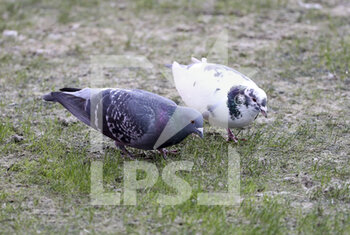 2021-02-14 - Pigeons eating on the pitch during the French championship Ligue 1 football match between Lille OSC (LOSC) and Stade Brestois 29 (Brest) on February 14, 2021 at Stade Pierre Mauroy in Villeneuve-d'Ascq near Lille, France - Photo Jean Catuffe / DPPI - LILLE OSC (LOSC) AND STADE BRESTOIS 29 (BREST) - FRENCH LIGUE 1 - SOCCER