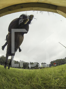 2021-07-17 - Maarten Boon riding Gravin Van Cantos during the cross country CCI4-S at Jardy Eventing Show 2021 on July 17, 2021 in Marne la Coquette, France - Photo Christophe Bricot / DPPI - JARDY EVENTING SHOW 2021 - INTERNATIONALS - EQUESTRIAN