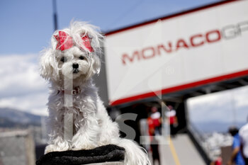 2021-05-20 - A fan's dog at the race during the 2021 Formula One World Championship, Grand Prix of Monaco from on May 20 to 23 in Monaco - Photo DPPI - 2021 FORMULA ONE WORLD CHAMPIONSHIP, GRAND PRIX OF MONACO - FORMULA 1 - MOTORS