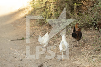 2020-09-19 - illustration chicken during the 2020 Rally of Turkey, 5th round of the 2020 FIA WRC Championship from September 18 to 20, 2020 at Marmaris, Mugla in Turkey - Photo Gregory Lenormand / DPPI - RALLY OF TURKEY, 5TH ROUND OF THE 2020 FIA WRC - SATURDAY - RALLY - MOTORS