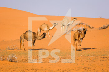 2021-01-08 - Camels in the desert during the 6th stage of the Dakar 2021 between Al Qaisumah and Ha'il, in Saudi Arabia on January 8, 2021 - Photo Florent Gooden / DPPI - DAKAR 2021 - 6TH STAGE - AL QAISUMAH - HA'IL - RALLY - MOTORS