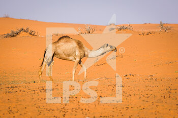 2021-01-08 - Camels in the desert during the 6th stage of the Dakar 2021 between Al Qaisumah and Ha'il, in Saudi Arabia on January 8, 2021 - Photo Florent Gooden / DPPI - DAKAR 2021 - 6TH STAGE - AL QAISUMAH - HA'IL - RALLY - MOTORS