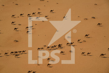 2021-01-08 - Camels, landscape during the 6th stage of the Dakar 2021 between Al Qaisumah and Ha'il, in Saudi Arabia on January 8, 2021 - Photo Eric Vargiolu / DPPI - DAKAR 2021 - 6TH STAGE - AL QAISUMAH - HA'IL - RALLY - MOTORS
