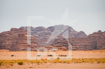 2021-01-13 - illustration, camels, landscape, paysage during the 10th stage of the Dakar 2021 between Neom and Al-Ula, in Saudi Arabia on January 13, 2021 - Photo Antonin Vincent / DPPI - 10TH STAGE OF THE DAKAR 2021 BETWEEN NEOM AND ALULA - RALLY - MOTORS