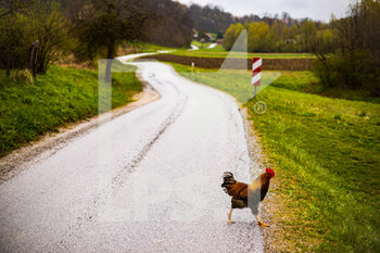 2021-04-19 - Poule chicken recce during the 2021 Croatia Rally, 3rd round of the 2021 FIA WRC, FIA World Rally Car Championship, from April 22 to 25, 2021 in Zagreb, Croatia - Photo Bastien Roux / DPPI - 2021 CROATIA RALLY, 3RD ROUND OF THE 2021 FIA WRC, WORLD RALLY CAR CHAMPIONSHIP - RALLY - MOTORS