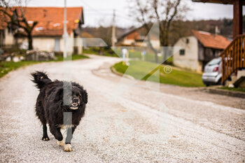 2021-04-20 - Chien, dog recce during the 2021 Croatia Rally, 3rd round of the 2021 FIA WRC, FIA World Rally Car Championship, from April 22 to 25, 2021 in Zagreb, Croatia - Photo Bastien Roux / DPPI - 2021 CROATIA RALLY, 3RD ROUND OF THE 2021 FIA WRC, WORLD RALLY CAR CHAMPIONSHIP - RALLY - MOTORS